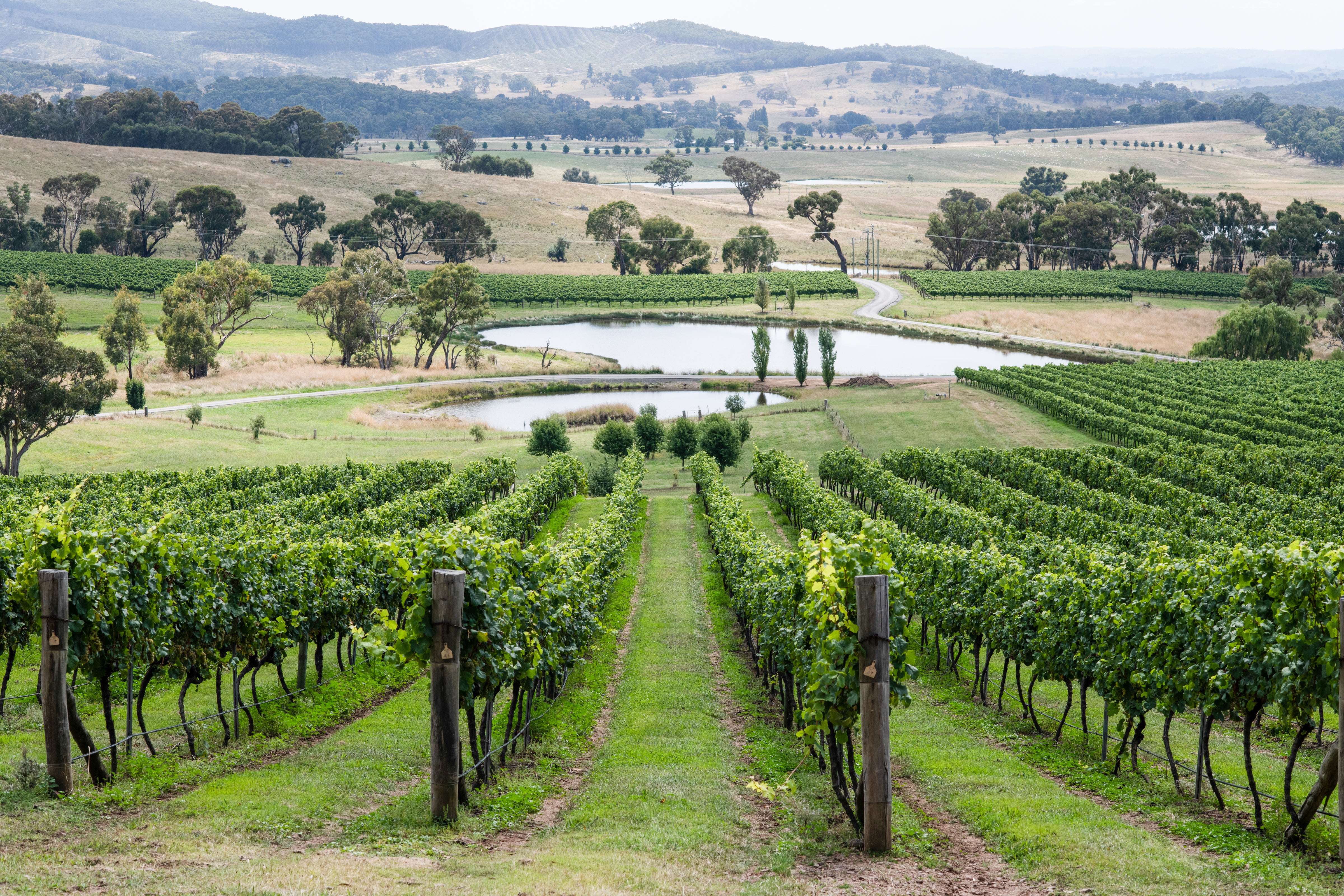 What's your favourite Mayfield Chardonnay? Our new Premier Chardonnays have the experts divided.